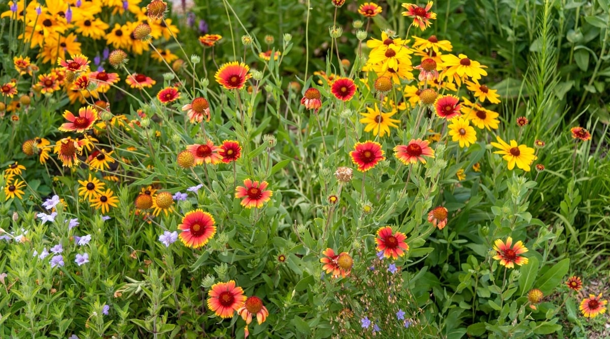 NatureNest Gardens Store -NatureNest Gardens Store Blanket flowers growing in the native plant garden