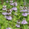 Blephilia Ciliata Downy Wood Mint 1 Blephilia Ciliata Downy Wood Mint -NatureNest Gardens Store Blephilia ciliata Downy Wood Mint