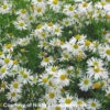 Boltonia Asteroides 'Snowbank' False Aster -NatureNest Gardens Store Bol SnowBank Flw