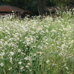 Boltonia Asteroides 'Snowbank' False Aster -NatureNest Gardens Store BoltoniaSnowbank False Aster