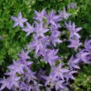 Campanula Poscharskyana 'Blue Waterfall' Bellflower -NatureNest Gardens Store CMP BLUE WATERFALL