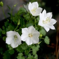 Campanula 'Rapido White' Bellflower