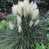 Cortaderia 'Blue Bayou' Pampas Grass
