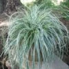 Carex 'Everest' Japanese Sedge 2 Carex 'Everest' Japanese Sedge -NatureNest Gardens Store CRX Everest2 EZ