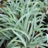 Carex 'Hobb' Bunny Blue Sedge -NatureNest Gardens Store CRX Hobb EZ 9d010ea3 aef9 41bc 9a76 3bffc2c5a746