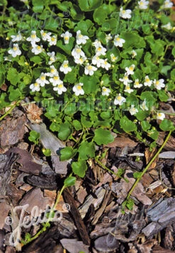 Cymbalaria 'Albiflora' Italian Toadflax -NatureNest Gardens Store CYMBALARIA ALBIFLORA 1