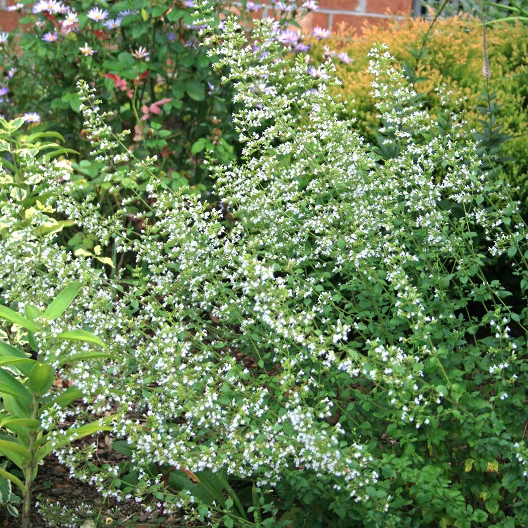 Calamintha Nepeta 'Montrose White' Calamint 4 Calamintha Nepeta 'Montrose White' Calamint - Image 2