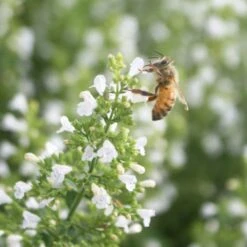 Calamintha Nepeta 'Montrose White' Calamint 7 Calamintha Nepeta 'Montrose White' Calamint -NatureNest Gardens Store Calamintha Montrose White Honey Bee Calamint 1