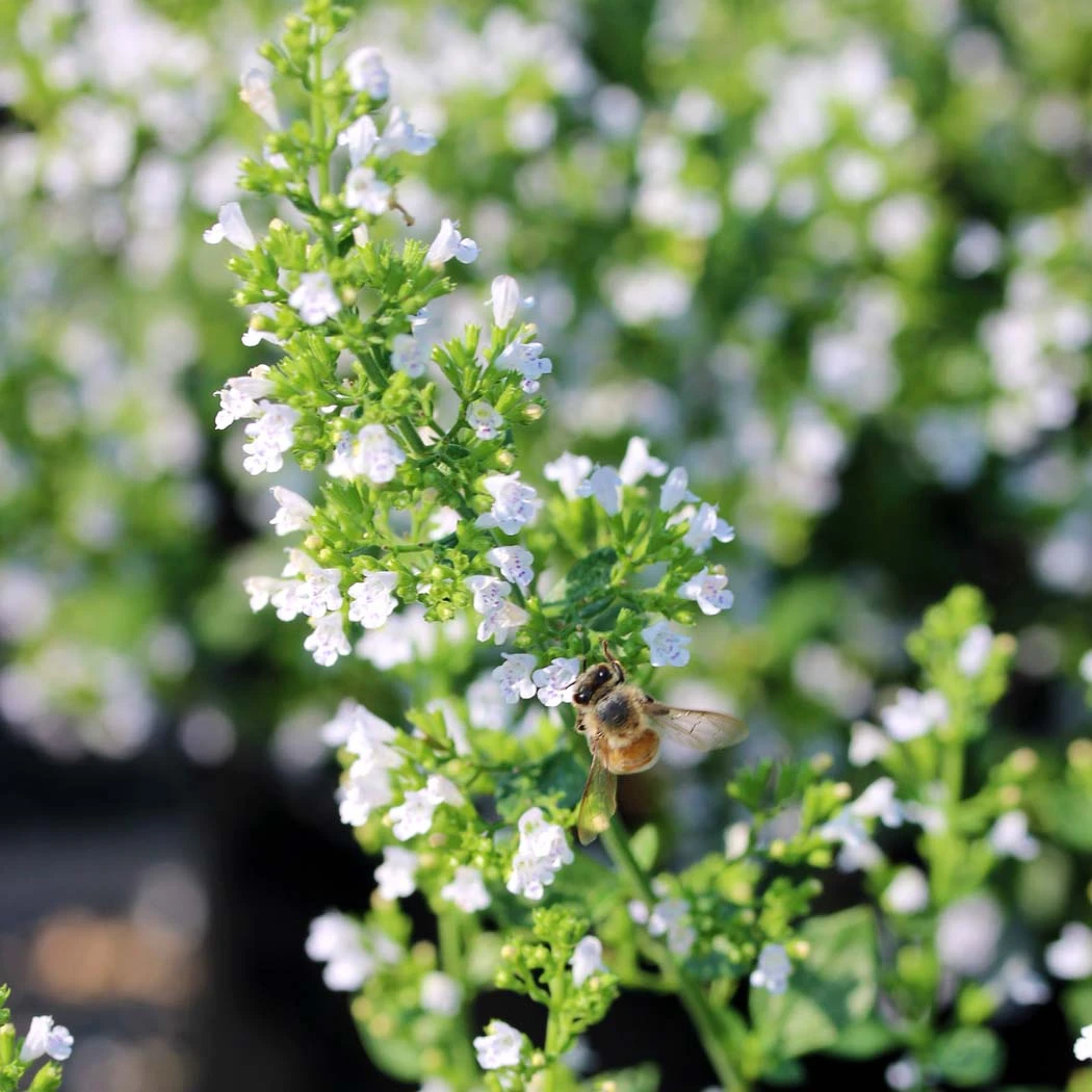 Calamintha Nepeta 'Montrose White' Calamint 3 Calamintha Nepeta 'Montrose White' Calamint