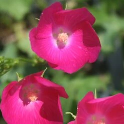 Callirhoe Bushii Bush's Poppy Mallow