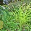 Carex Elata 'Bowles Golden' Sedge -NatureNest Gardens Store Carex Bowles Golden