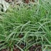 Carex 'Ice Dance' Sedge