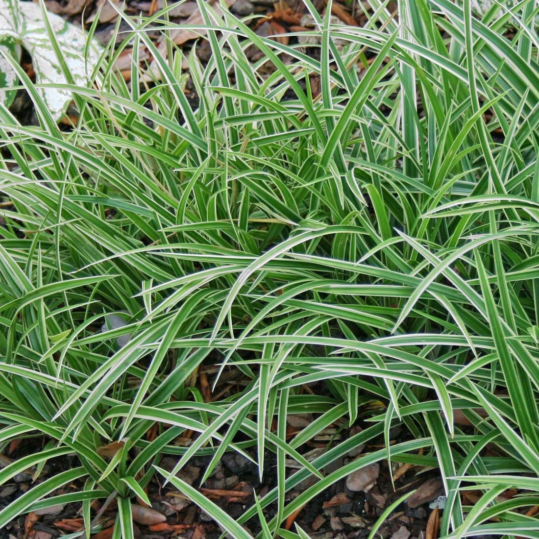 Carex 'Ice Dance' Sedge 3 Carex 'Ice Dance' Sedge