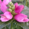 Chelone Lyonii 'Hot Lips' Turtlehead -NatureNest Gardens Store Chelone Hot Lips Turtlehead