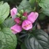 Chelone Obliqua 'Tiny Tortuga' Pink Turtlehead 2 Chelone Obliqua 'Tiny Tortuga' Pink Turtlehead -NatureNest Gardens Store Chelone Tiny Tortuga
