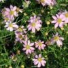 Coreopsis Rosea 'American Dream' Threadleaf Tickseed