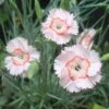 Dianthus 'Georgia Peach Pie' Pinks -NatureNest Gardens Store DNT GeogiaPeachPie EZ