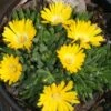 Delosperma 'Gold Nugget' Ice Plant -NatureNest Gardens Store Delosperma Gold Nugget Ice Plant