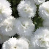 Dianthus 'Memories' Pinks -NatureNest Gardens Store Dianthus Memories