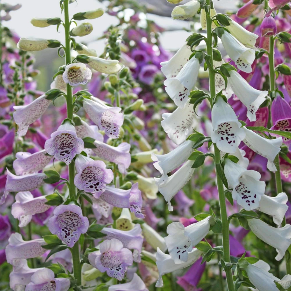 Digitalis 'Camelot Mix' Foxglove 3 Digitalis 'Camelot Mix' Foxglove