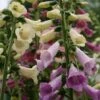 Digitalis 'Foxy' Foxglove -NatureNest Gardens Store Digitalis Foxy Mix Foxglove