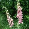 Digitalis Mertonensis Strawberry Foxglove 2 Digitalis Mertonensis Strawberry Foxglove -NatureNest Gardens Store Digitalis mertonensis