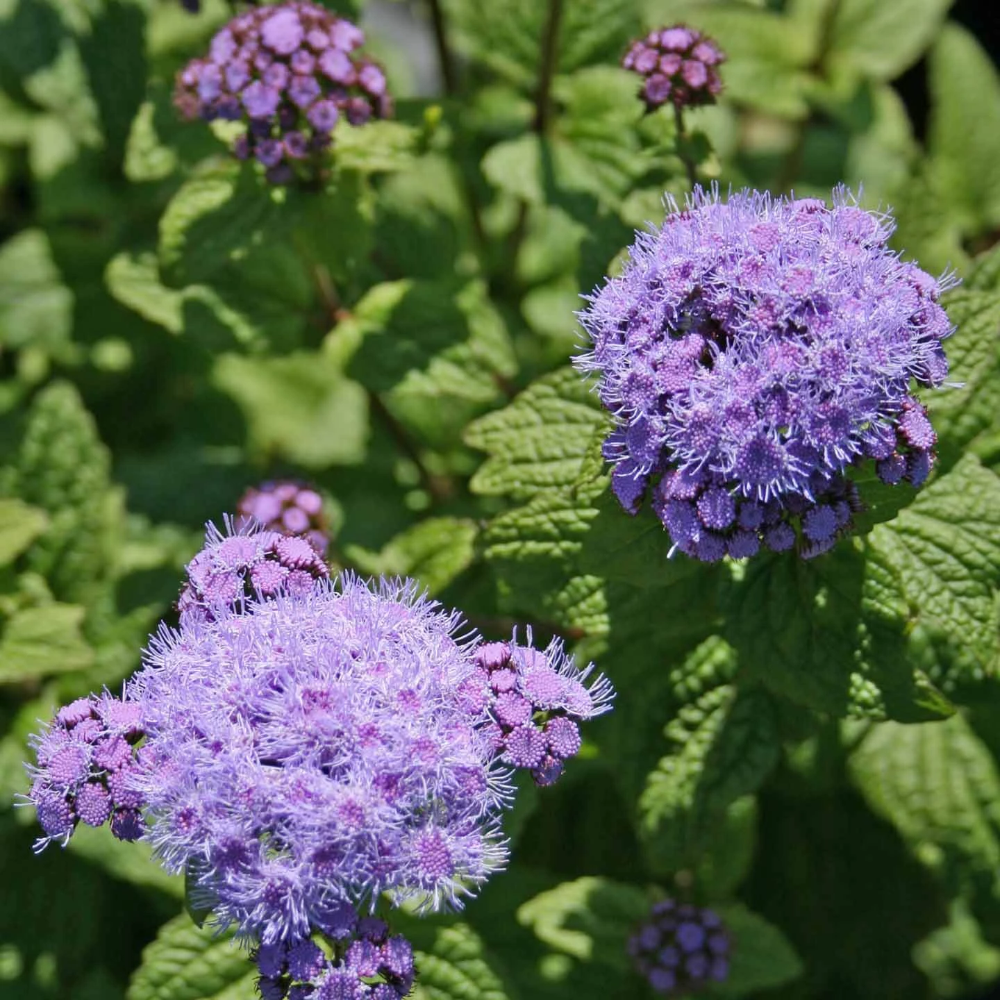 Eupatorium (Conoclinum) Coelestinum 'Cori' Hardy Ageratum 4 Eupatorium (Conoclinum) Coelestinum 'Cori' Hardy Ageratum - Image 2