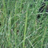 Equisetum Hyemale Horsetail Rush -NatureNest Gardens Store EQS hyemale EZ