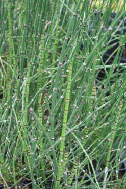 Equisetum Hyemale Horsetail Rush
