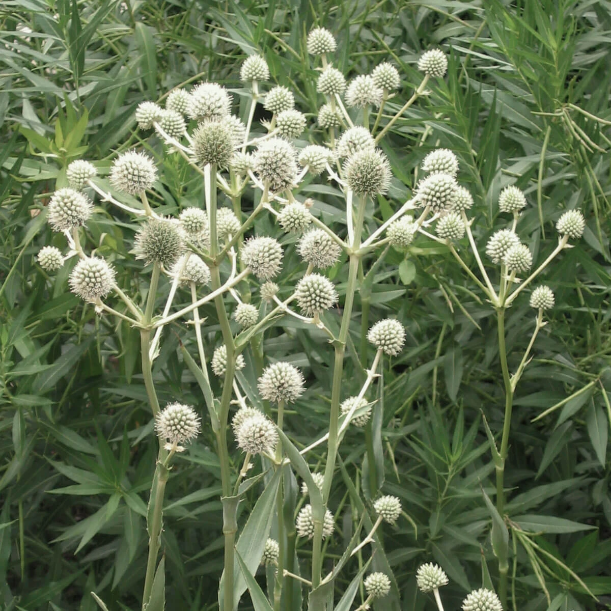 Eryngium Yuccifolium Rattlesnake Master 2 Eryngium Yuccifolium Rattlesnake Master