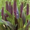Eucomis 'Sparkling Burgundy' Pineapple Lily