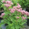 Eupatorium 'Baby Joe' Joe Pye Weed 2 Eupatorium 'Baby Joe' Joe Pye Weed -NatureNest Gardens Store Eupatorium Baby Joe