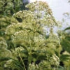 Eupatorium Fistulosum 'Ivory Towers' Joe Pye Weed -NatureNest Gardens Store Eupatorium Ivory Towers