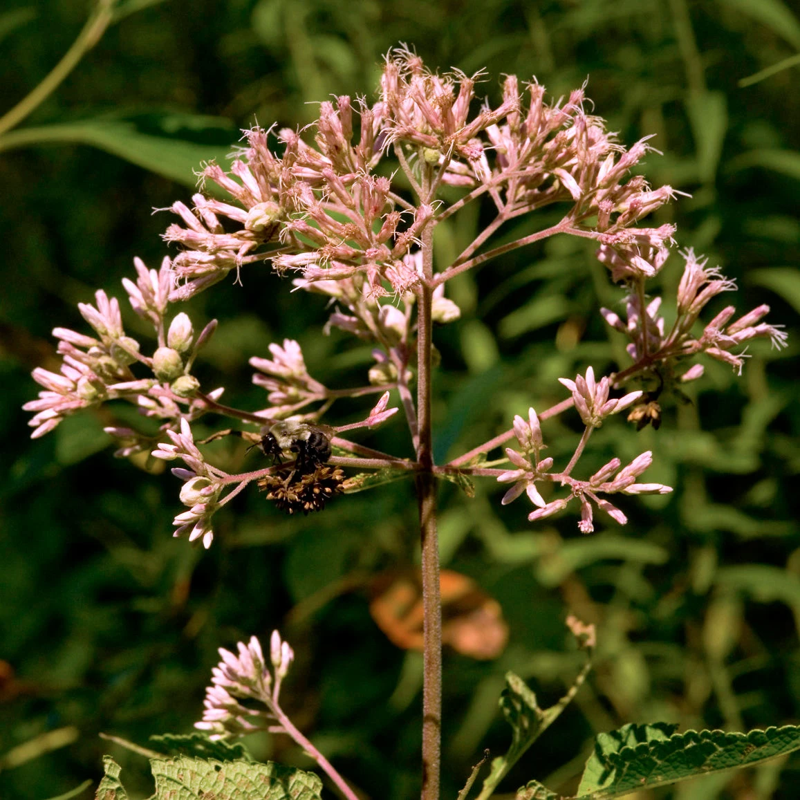 Eupatorium Fistulosum Joe Pye Weed 3 Eupatorium Fistulosum Joe Pye Weed