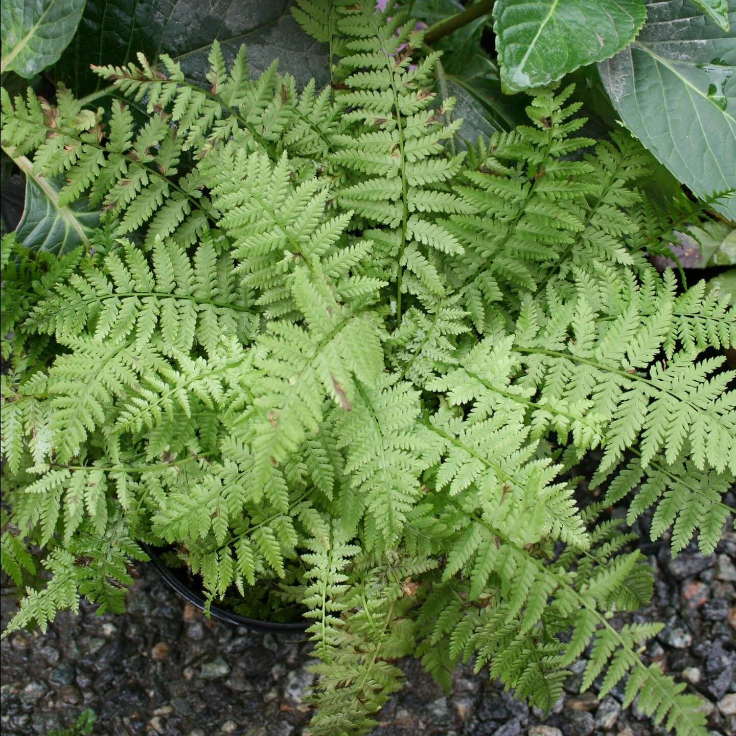 Fern Dwarf Lady Athyrium Filix-femina 'Minutissimum' 3 Fern Dwarf Lady Athyrium Filix-femina 'Minutissimum'