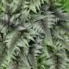 Fern Japanese Painted Athyrium Niponicum 'Pictum' 1 Fern Japanese Painted Athyrium Niponicum 'Pictum' -NatureNest Gardens Store Fern Japanese Painted