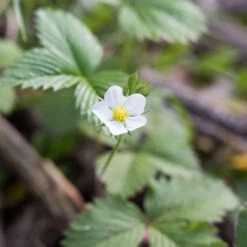 Fragaria Virginiana Wild Strawberry -NatureNest Gardens Store Fragaria virginiana Wild Strawberry
