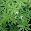 Galium Odoratum Sweet Woodruff