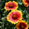 Gaillardia 'Arizona Sun' Blanket Flower -NatureNest Gardens Store Gaillardia Arizonia Sun Blanket Flower