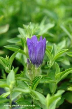 Gentiana 'True Blue' Bottle Gentian -NatureNest Gardens Store Gen TrueBlue Flw 3