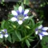 Gentiana Cruciata Blue Cross Bottle Gentian