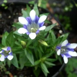 Gentiana Cruciata Blue Cross Bottle Gentian