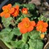 Geum 'Koi' Avens -NatureNest Gardens Store Geum Koi Avens Rose of the Rockery