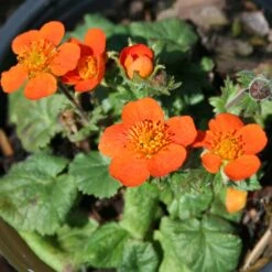 Geum 'Koi' Avens