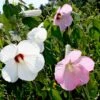 Hardy Hibiscus Moscheutos Swamp Mallow -NatureNest Gardens Store HBS moscheutos EZ