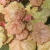 Heuchera Villosa 'Apricot' Coral Bells Or Alumroot 2 Heuchera Villosa 'Apricot' Coral Bells Or Alumroot -NatureNest Gardens Store HCH Apricot EZ