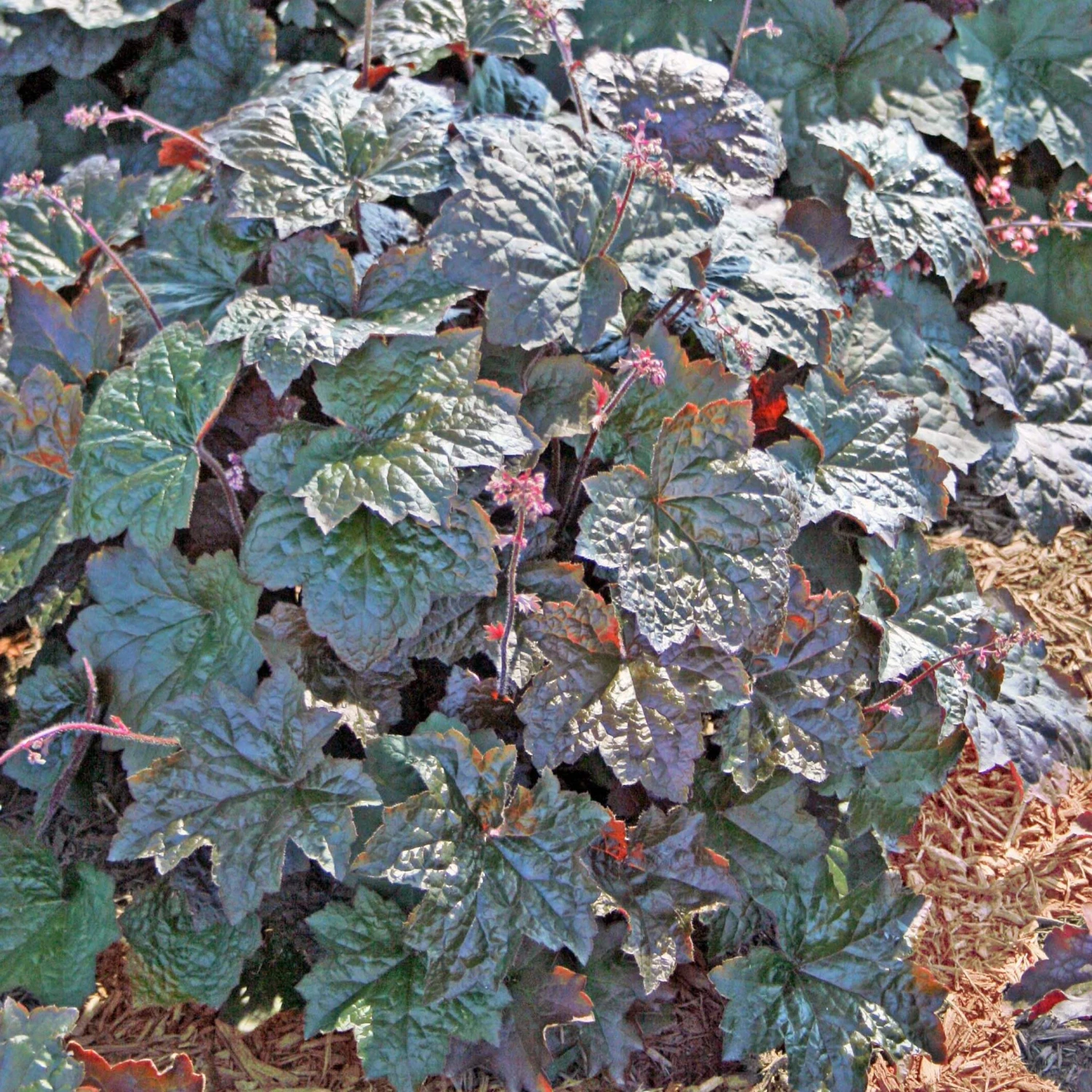 Heuchera 'Palace Purple' Coral Bells 3 Heuchera 'Palace Purple' Coral Bells