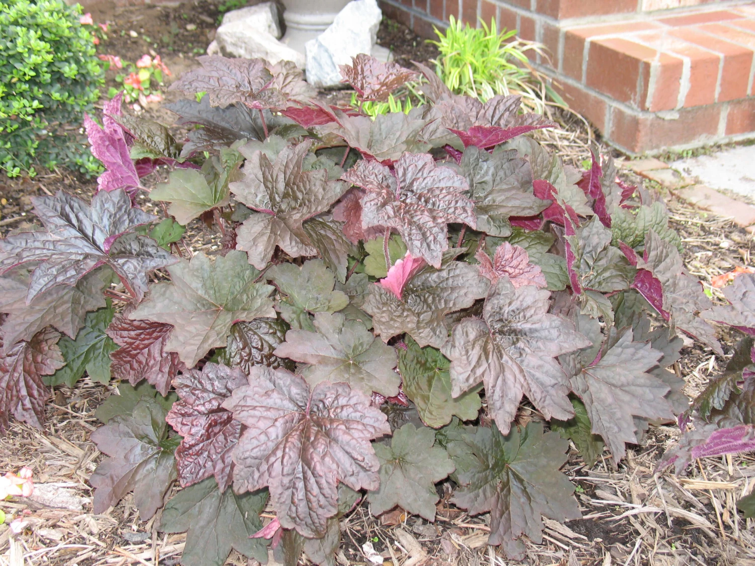 Heuchera 'Palace Purple' Coral Bells 4 Heuchera 'Palace Purple' Coral Bells - Image 2