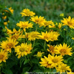 Heliopsis 'Tuscan Gold' Smooth Ox-Eye Daisy 7 Heliopsis 'Tuscan Gold' Smooth Ox-Eye Daisy -NatureNest Gardens Store HELIOPSIS TUSCAN GOLD 3