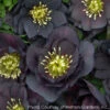 Helleborus X 'Dark And Handsome' Lenten Rose -NatureNest Gardens Store HELLEBORUS DARK AND HANDSOME 2